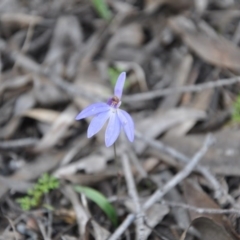 Cyanicula caerulea (Blue Fingers, Blue Fairies) at Aranda, ACT - 25 Sep 2016 by catherine.gilbert