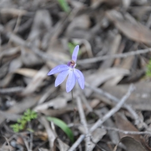 Cyanicula caerulea at Point 4010 - suppressed