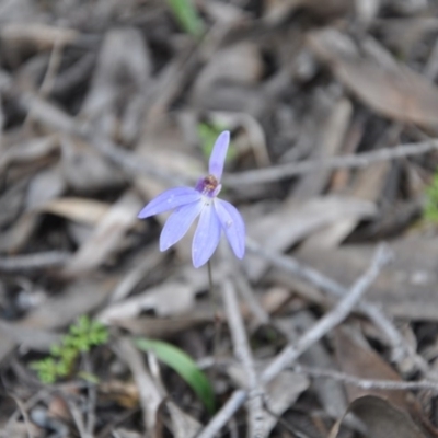 Cyanicula caerulea (Blue Fingers, Blue Fairies) at Point 4010 - 25 Sep 2016 by catherine.gilbert