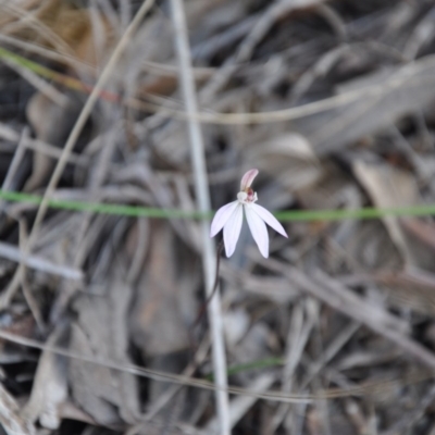 Caladenia fuscata (Dusky Fingers) at Point 4010 - 25 Sep 2016 by catherine.gilbert