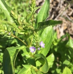 Veronica anagallis-aquatica (Blue Water Speedwell) at Lake Burley Griffin Central/East - 15 Oct 2016 by ibaird