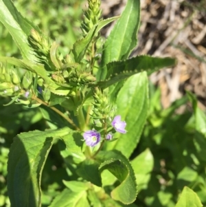 Veronica anagallis-aquatica at Kingston, ACT - 16 Oct 2016