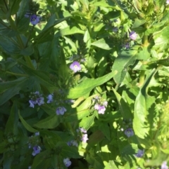 Veronica anagallis-aquatica at Kingston, ACT - 16 Oct 2016