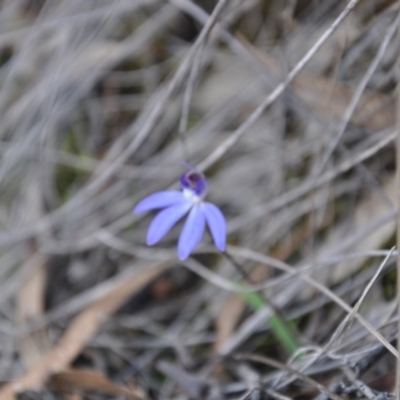 Cyanicula caerulea (Blue Fingers, Blue Fairies) at Aranda, ACT - 25 Sep 2016 by catherine.gilbert