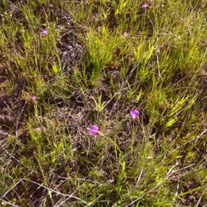 Petrorhagia nanteuilii at Jerrabomberra, ACT - 17 Oct 2016