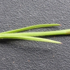 Petrorhagia nanteuilii at Jerrabomberra, ACT - 17 Oct 2016