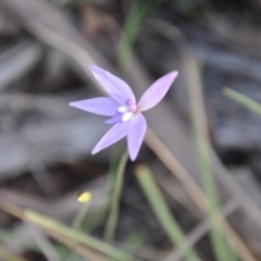 Glossodia major (Wax Lip Orchid) at Aranda, ACT - 25 Sep 2016 by catherine.gilbert