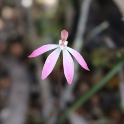 Caladenia fuscata (Dusky Fingers) at Point 5810 - 16 Oct 2016 by Jo