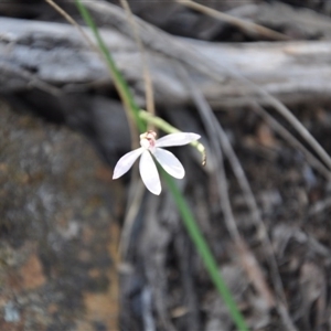 Caladenia sp. at Point 4010 - suppressed