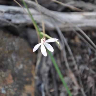 Caladenia sp. (A Caladenia) at Aranda, ACT - 25 Sep 2016 by catherine.gilbert