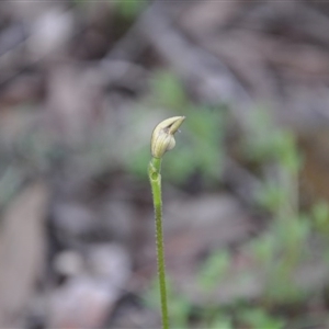 Glossodia major at Undefined Area - suppressed