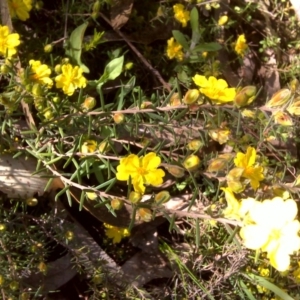 Hibbertia calycina at Jerrabomberra, ACT - 17 Oct 2016 04:02 PM