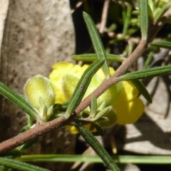 Hibbertia calycina at Jerrabomberra, ACT - 17 Oct 2016