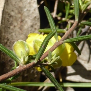 Hibbertia calycina at Jerrabomberra, ACT - 17 Oct 2016