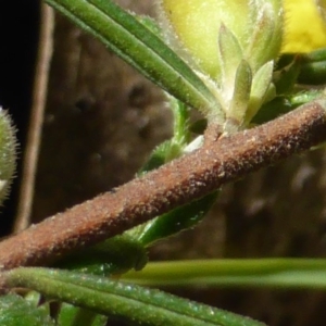 Hibbertia calycina at Jerrabomberra, ACT - 17 Oct 2016