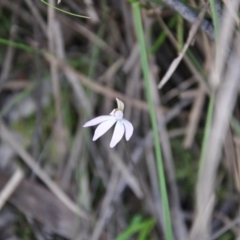 Caladenia fuscata (Dusky Fingers) at Aranda, ACT - 25 Sep 2016 by catherine.gilbert