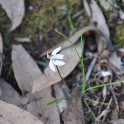 Caladenia fuscata (Dusky Fingers) at Point 4010 - 25 Sep 2016 by catherine.gilbert