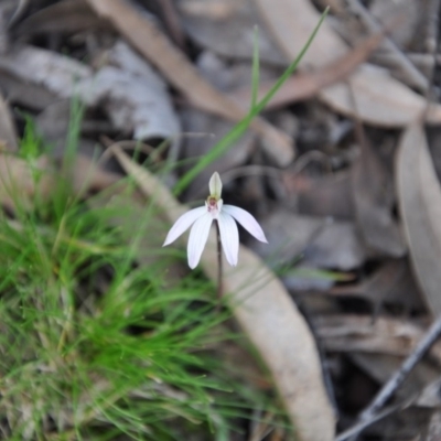 Caladenia fuscata (Dusky Fingers) at Point 4010 - 25 Sep 2016 by catherine.gilbert