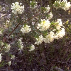 Pimelea linifolia (Slender Rice Flower) at Wanniassa Hill - 17 Oct 2016 by Mike