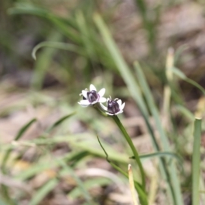 Wurmbea dioica subsp. dioica at O'Connor, ACT - 16 Oct 2016