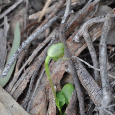 Pterostylis nutans (Nodding Greenhood) at Point 4010 - 25 Sep 2016 by catherine.gilbert