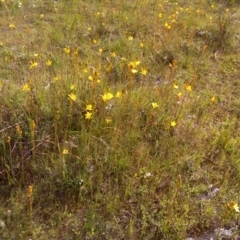 Bulbine bulbosa (Golden Lily) at Wanniassa Hill - 17 Oct 2016 by Mike