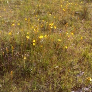 Bulbine bulbosa at Wanniassa Hill - 17 Oct 2016 03:53 PM