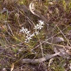 Wurmbea dioica subsp. dioica (Early Nancy) at Wanniassa Hill - 17 Oct 2016 by Mike