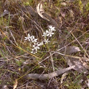 Wurmbea dioica subsp. dioica at Wanniassa Hill - 17 Oct 2016 03:53 PM