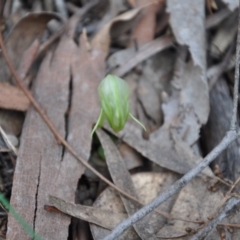 Pterostylis nutans (Nodding Greenhood) at Aranda, ACT - 25 Sep 2016 by catherine.gilbert