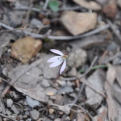 Caladenia fuscata (Dusky Fingers) at Point 4010 - 25 Sep 2016 by catherine.gilbert