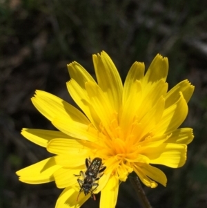 Microseris walteri at Undefined Area - 16 Oct 2016 11:43 AM