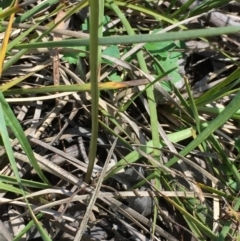 Microseris walteri at Undefined Area - 16 Oct 2016 11:43 AM