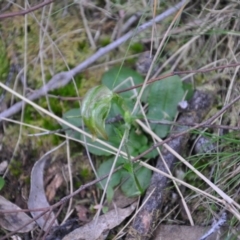 Pterostylis nutans (Nodding Greenhood) at Aranda, ACT - 25 Sep 2016 by catherine.gilbert