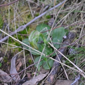 Pterostylis nutans at Undefined Area - suppressed