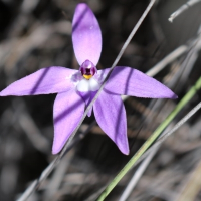 Glossodia major (Wax Lip Orchid) at Point 5810 - 16 Oct 2016 by Jo