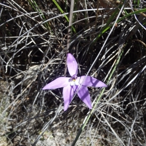 Glossodia major at Point 5810 - 16 Oct 2016