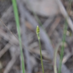 Glossodia major (Wax Lip Orchid) at Aranda, ACT - 25 Sep 2016 by catherine.gilbert