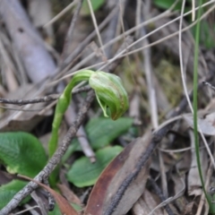 Pterostylis nutans (Nodding Greenhood) at Point 4010 - 25 Sep 2016 by catherine.gilbert