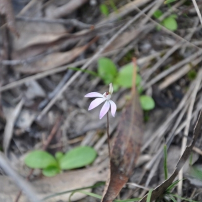 Caladenia fuscata (Dusky Fingers) at Point 4010 - 25 Sep 2016 by catherine.gilbert