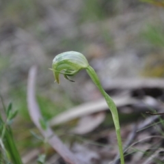 Pterostylis nutans (Nodding Greenhood) at Point 4010 - 25 Sep 2016 by catherine.gilbert