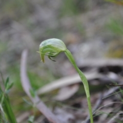 Pterostylis nutans (Nodding Greenhood) at Aranda, ACT - 25 Sep 2016 by catherine.gilbert