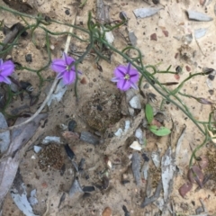 Thysanotus patersonii at Point 83 - 16 Oct 2016