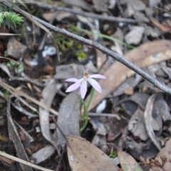 Caladenia sp. (A Caladenia) at Point 4010 - 25 Sep 2016 by catherine.gilbert