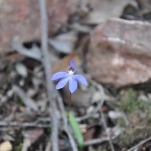 Cyanicula caerulea at Point 4010 - suppressed