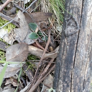 Pterostylis sp. at Point 4081 - suppressed