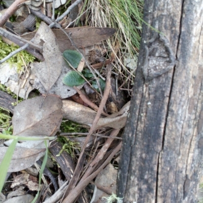 Pterostylis sp. (A Greenhood) at Aranda, ACT - 25 Sep 2016 by catherine.gilbert