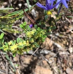 Phyllanthus occidentalis (Thyme Spurge) at Point 83 - 16 Oct 2016 by ibaird