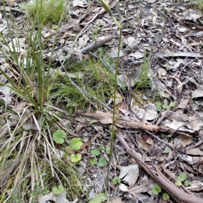 Glossodia major (Wax Lip Orchid) at Aranda, ACT - 25 Sep 2016 by catherine.gilbert