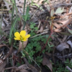Oxalis sp. (Wood Sorrel) at Point 83 - 16 Oct 2016 by ibaird